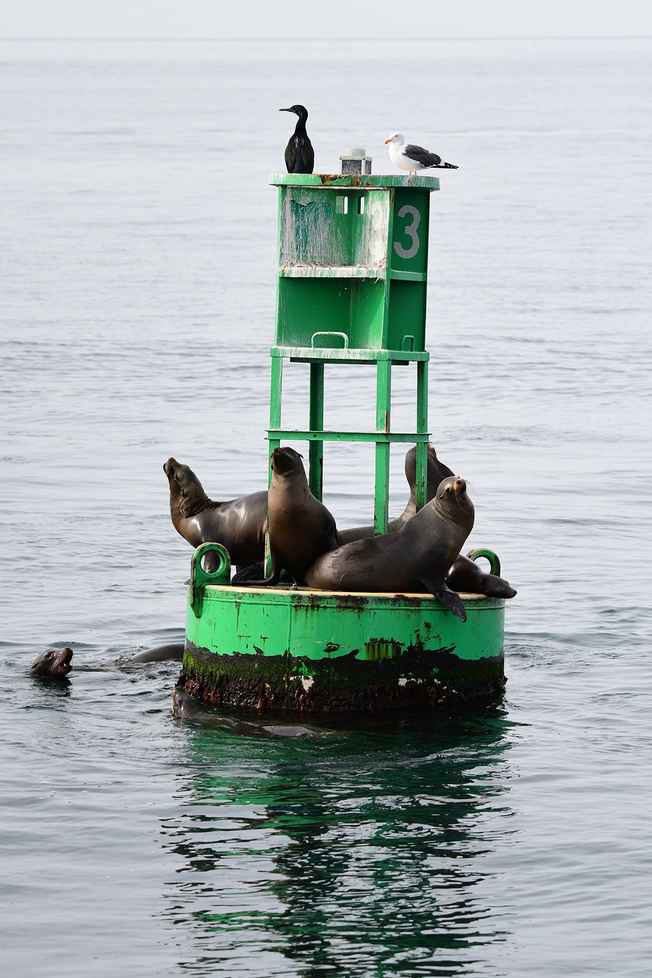 Buoy Life
