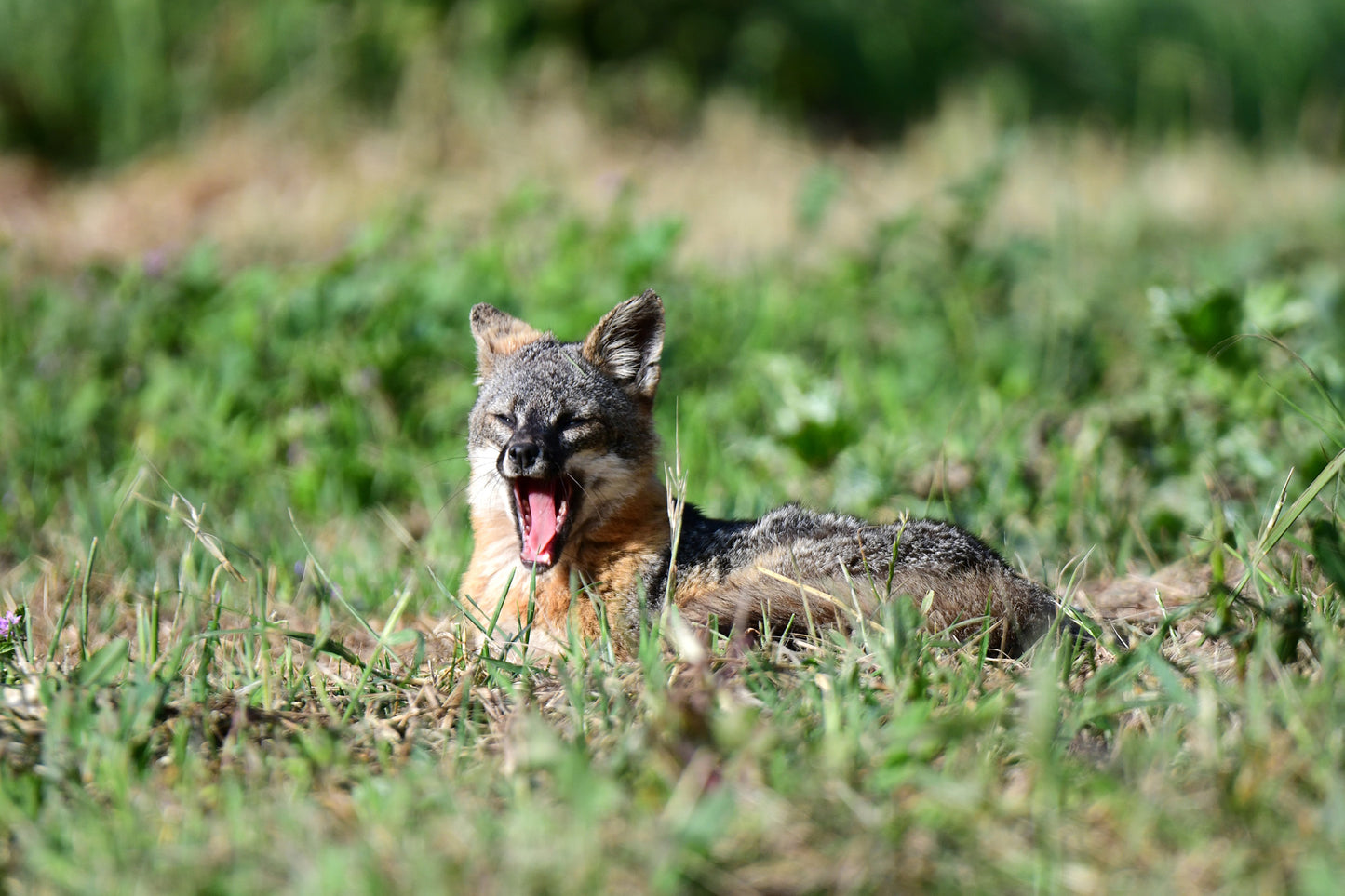 Island Fox