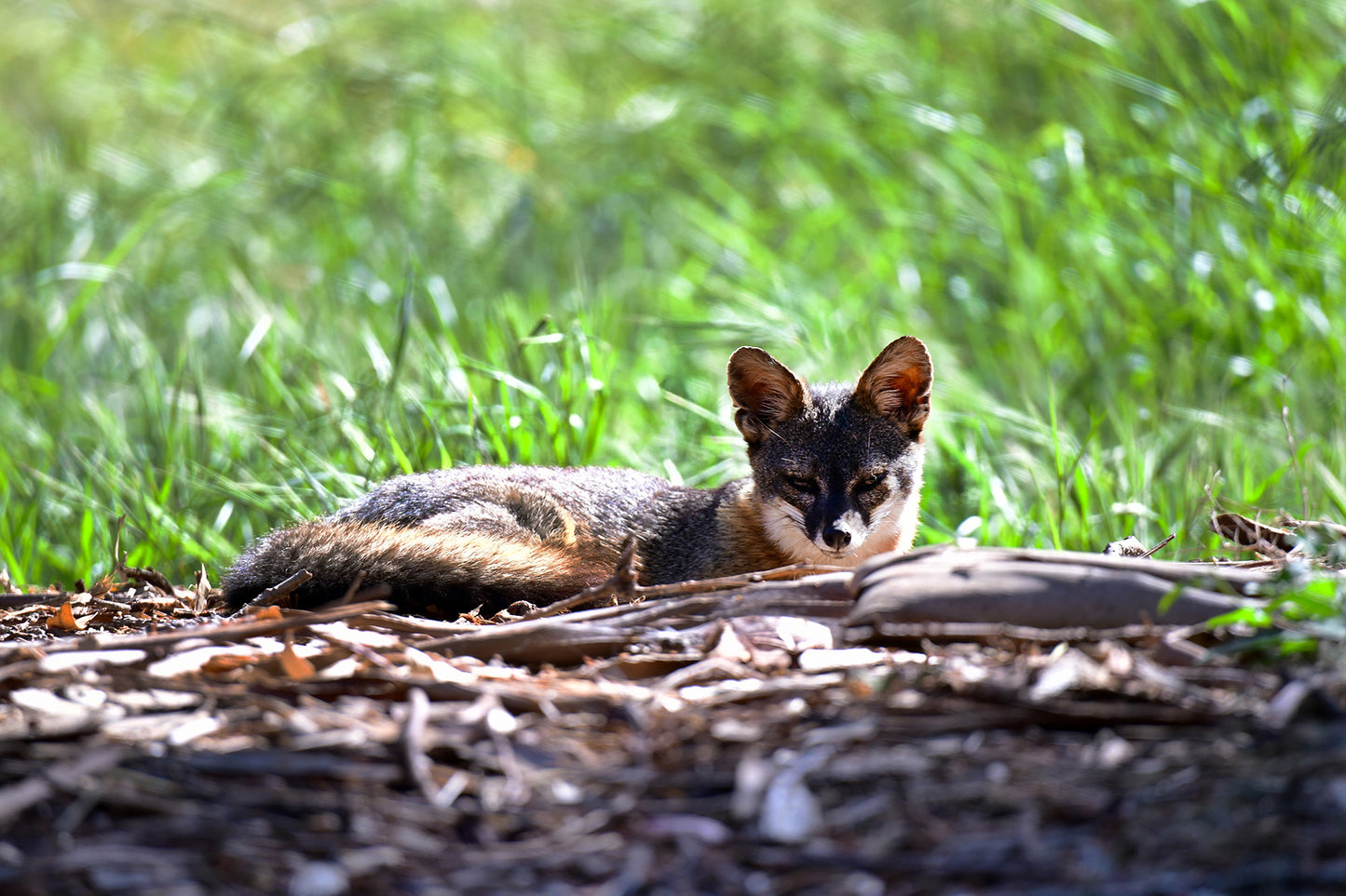 Island Fox Santa Cruz Island