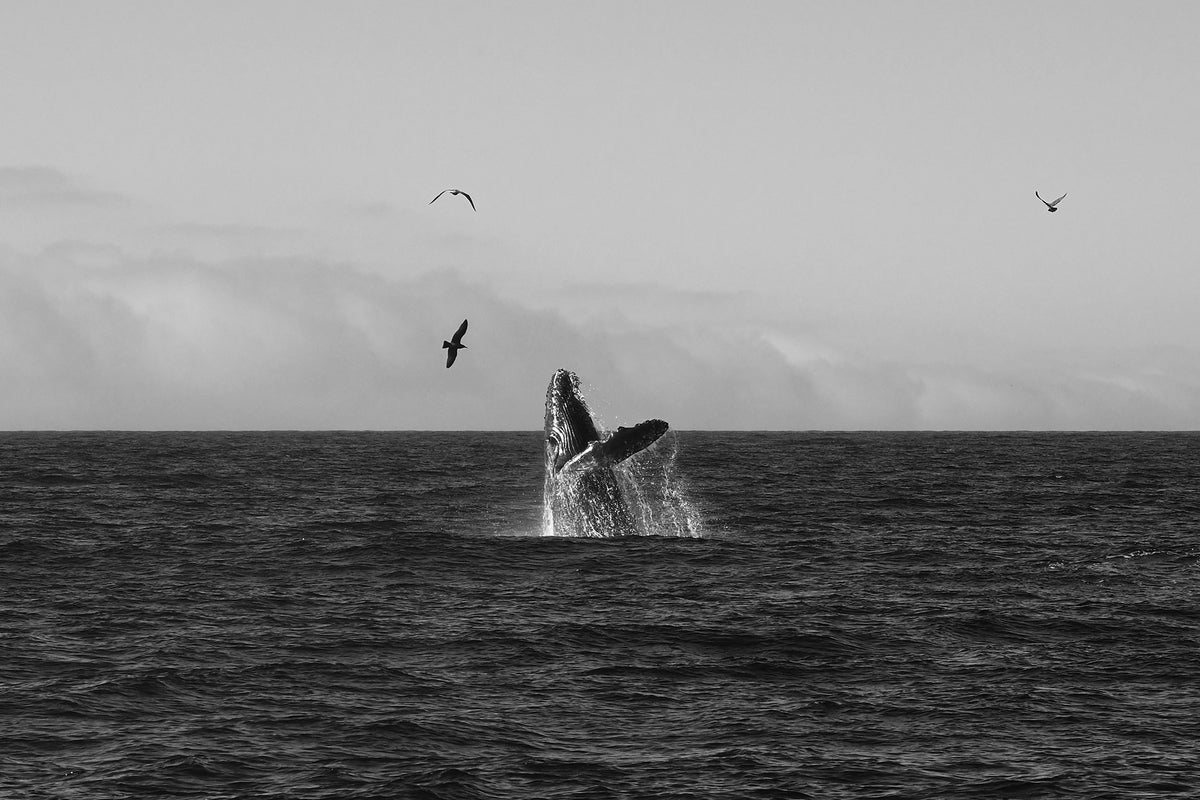 Framed Humpback Whale Black and White