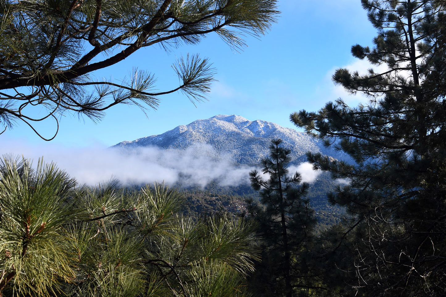 Canvas Idyllwild San Jacinto