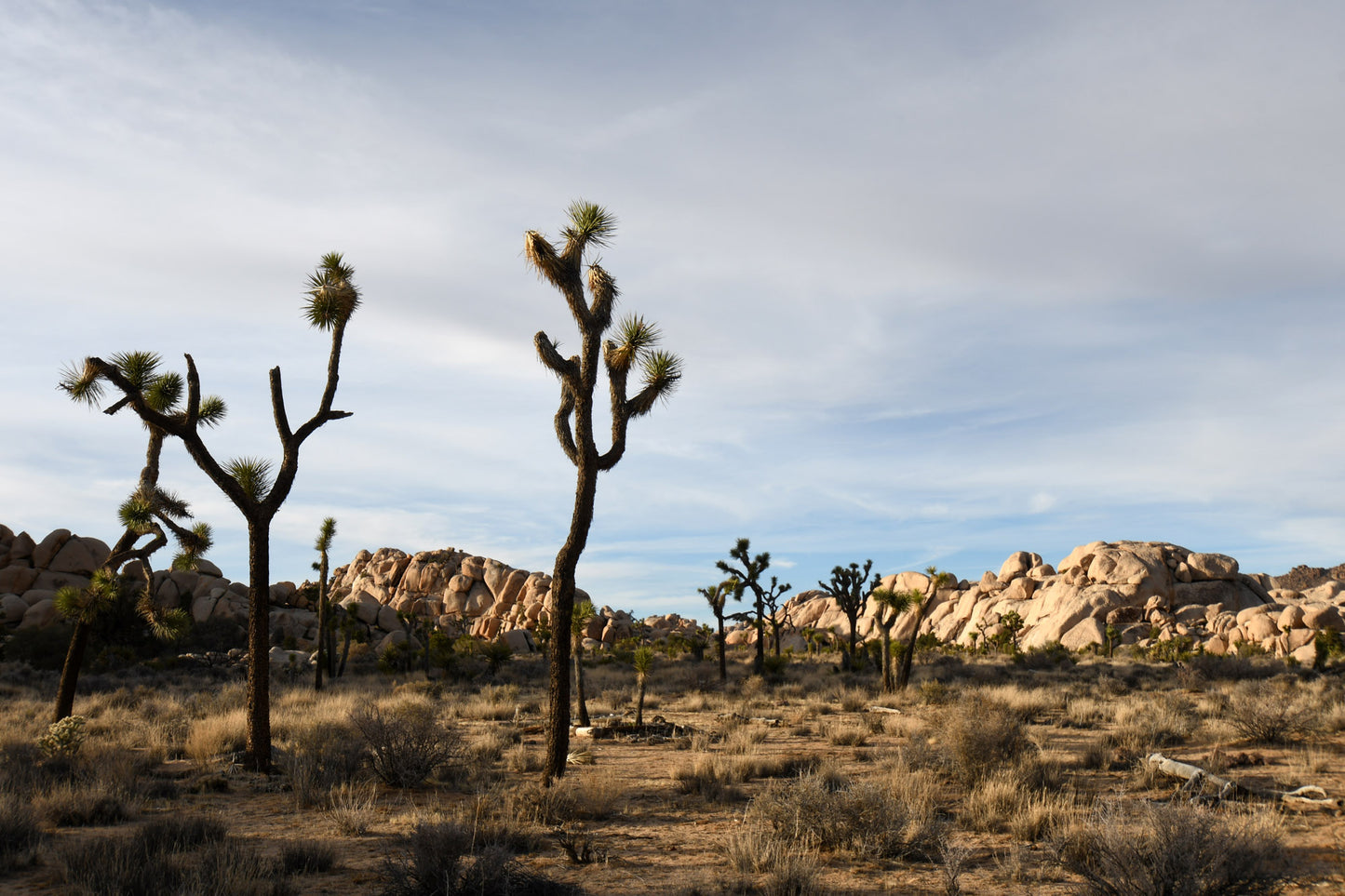 Canvas Joshua Tree Barker Dam