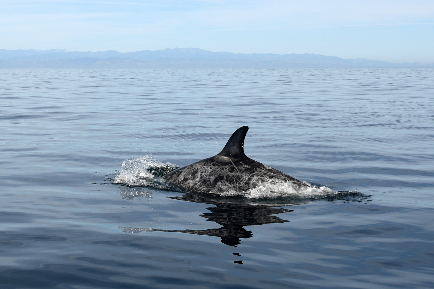 Risso's Dolphins