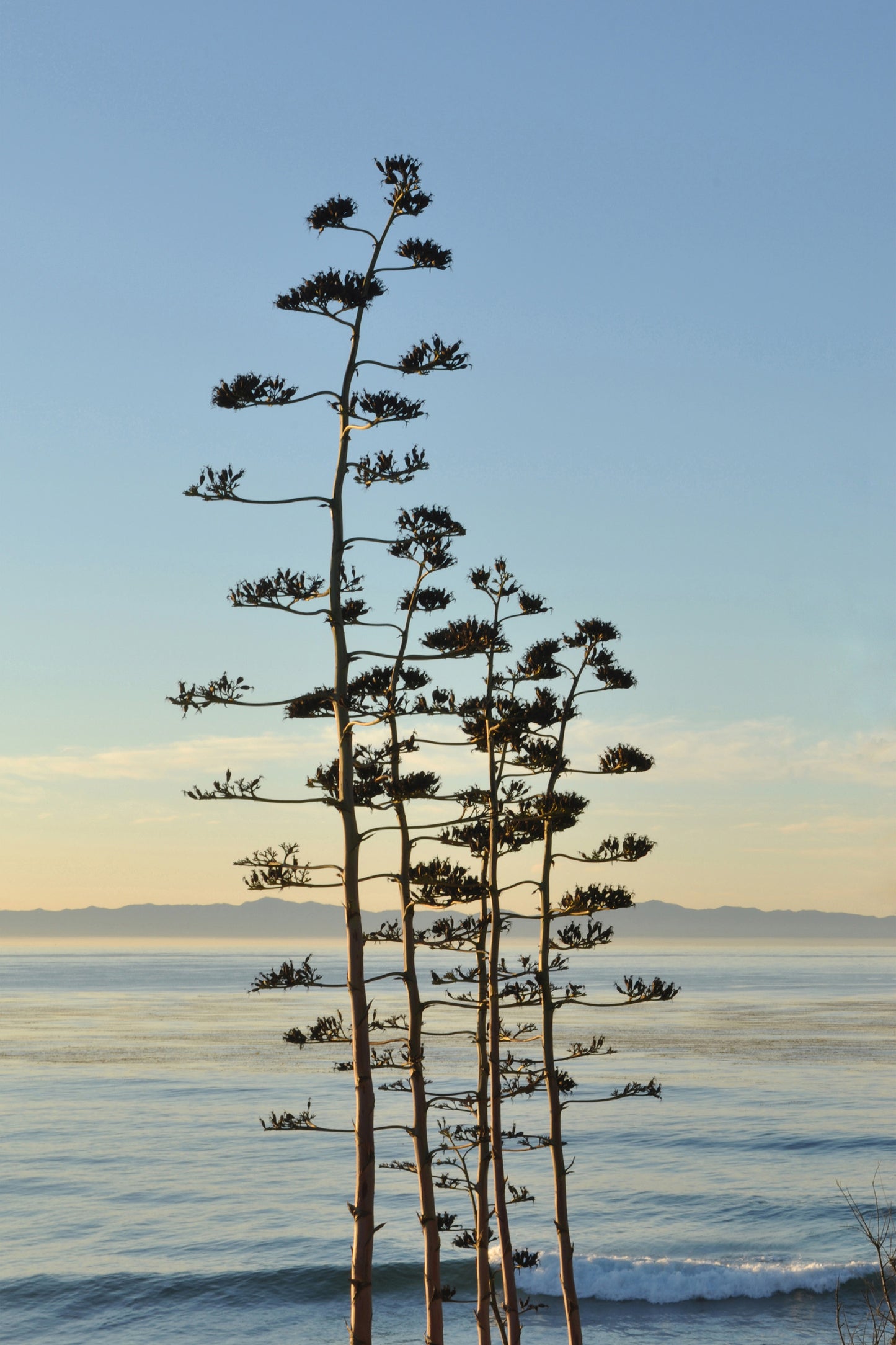 Canvas Santa Barbara Sands Beach Agave