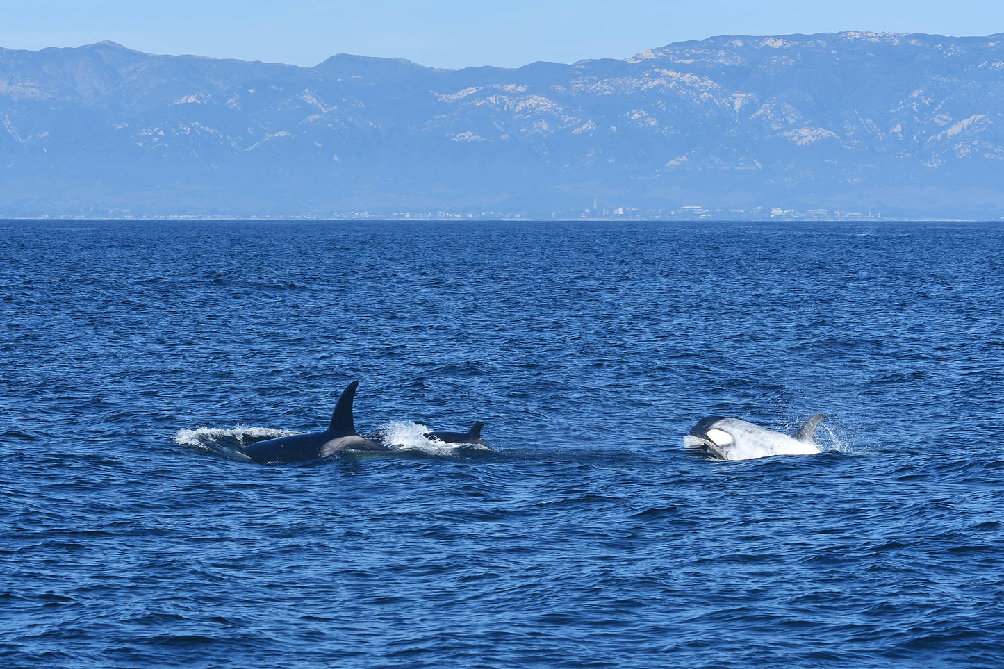Framed Santa Barbara Orcas Frosty with Baby