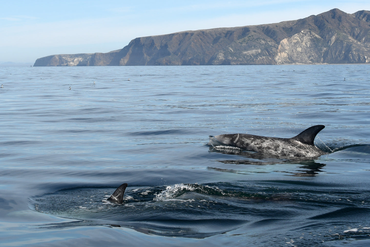 Canvas Santa Barbara Risso Dolphins