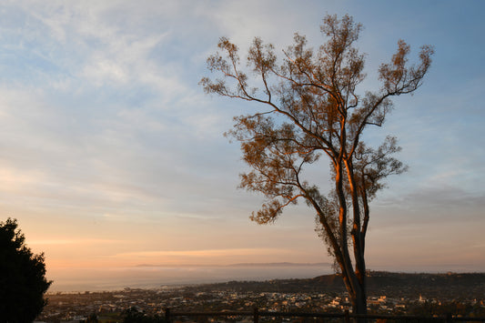 Matted Franceschi Park Sunrise