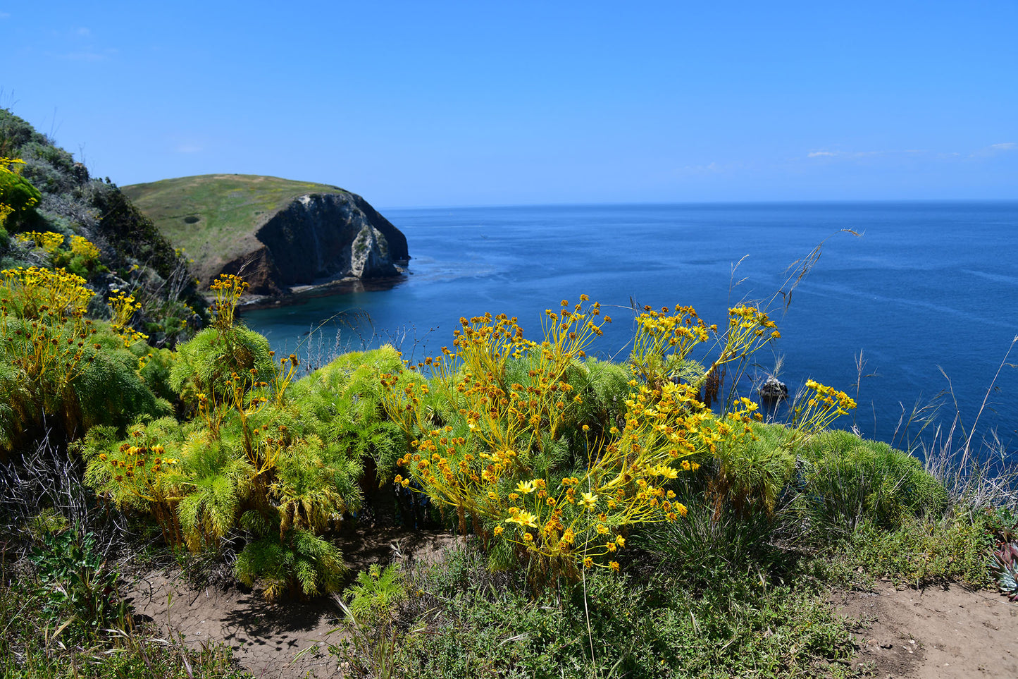 Giant Coreopsis