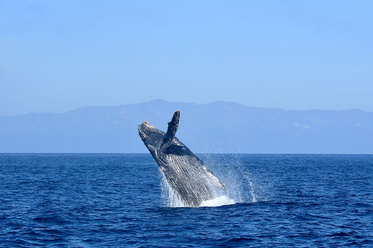 Matted Gray Whale In Santa Barbara Channel