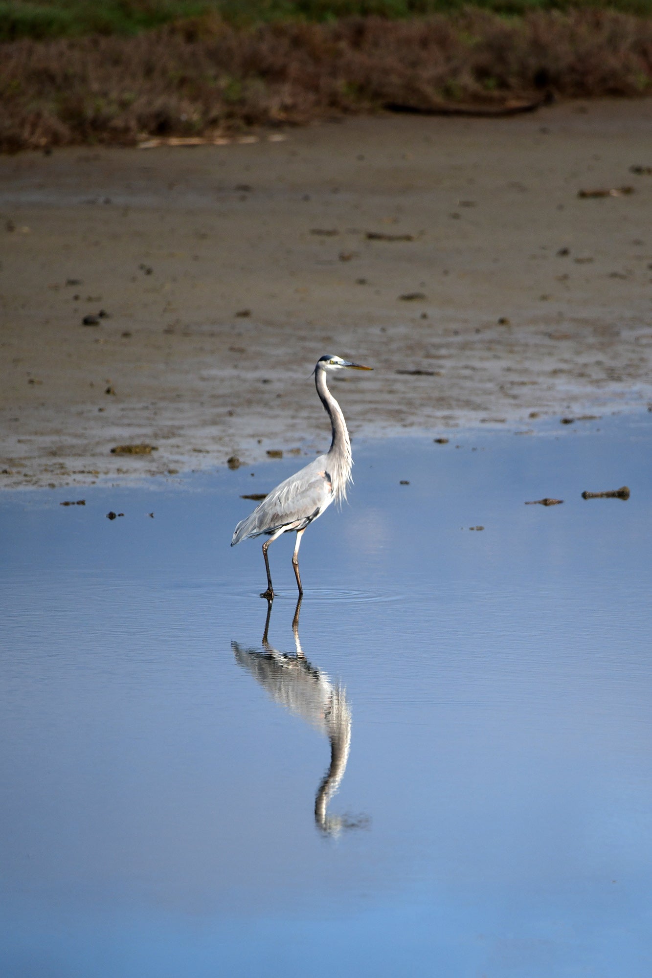 Heron at Deveruex Slough