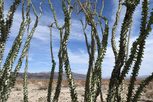 Framed Joshua Tree Ocotillo Plant