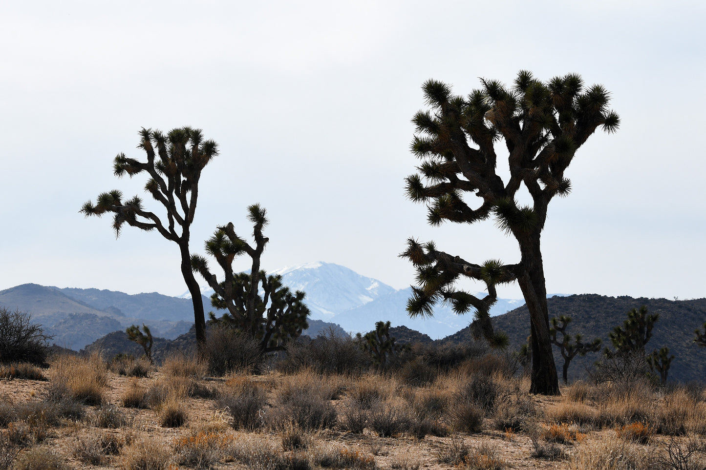 Framed Joshua Tree San Gorgonio Mountain