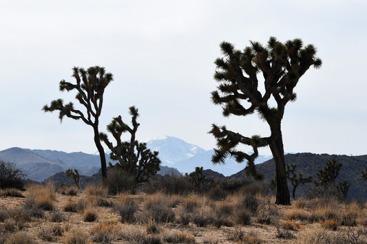 Framed Joshua Tree San Gorgonio Mountain