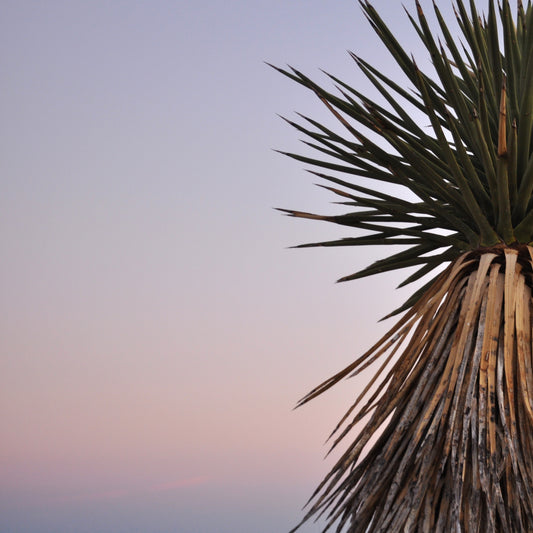 Framed Joshua Tree Sunset