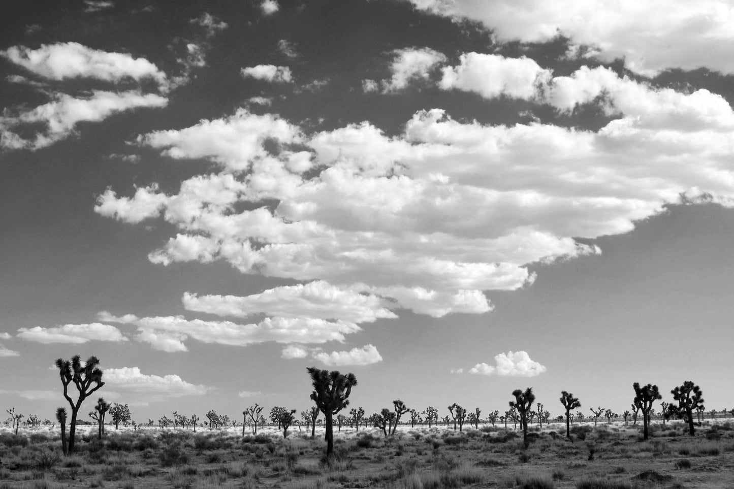 Canvas Joshua Tree Black and White