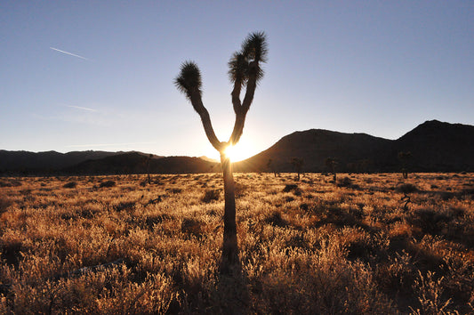 Framed Joshua Tree Sunset