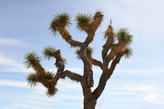 Framed Joshua Tree