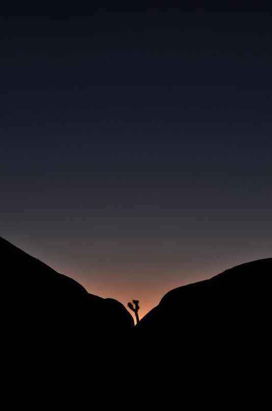 Framed Joshua Tree Night