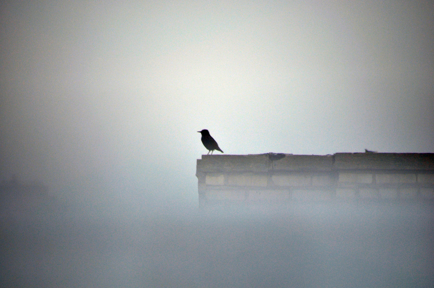 Framed New York Rooftop Bird