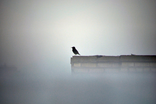 Canvas New York Bird