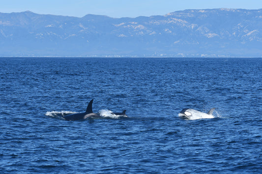 Framed Santa Barbara Orcas Frosty with Baby
