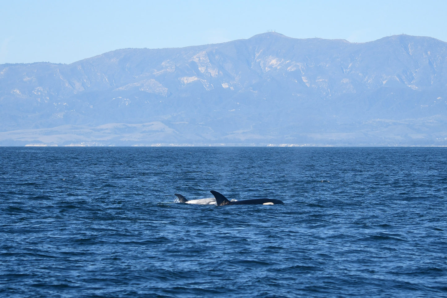 Framed Santa Barbara Frosty the Orca