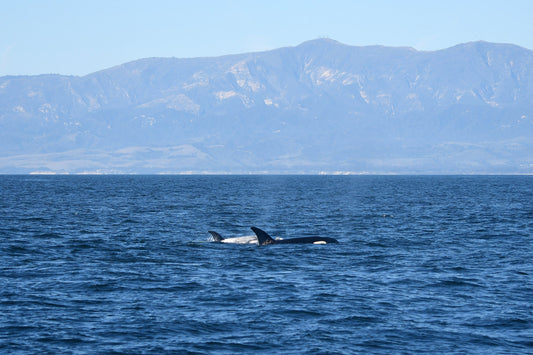 Framed Santa Barbara Frosty the Orca