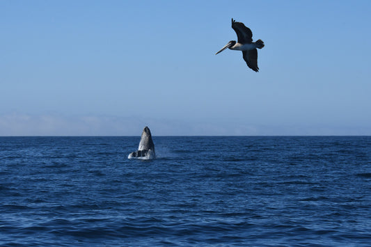 Framed Santa Barbara Whale