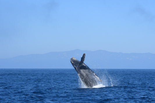 Framed Santa Barbara Channel Whale